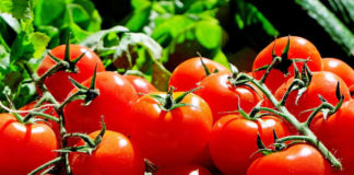 Jak zrobić przecier pomidorowy?